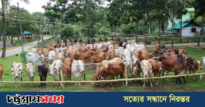 নাইক্ষ্যংছড়িতে মিয়ানমার থেকে আসা ৭৫ গরু জব্দ